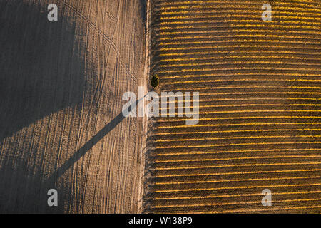 Herbst abstrakte Sicht der italienischen Weinbergen, leeres Feld und Cypress Tree in Golden orange Farben. Drone Luftbild, geometrischen Natur Hintergrund. Wein Stockfoto