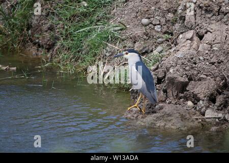 Samsun. 29 Juni, 2019. Foto am Juni 29, 2019 a Night Heron in Kizilirmak Delta in Samsun, Türkei zeigen. Der Kizilirmak Delta, das seinen Namen von dem kizilirmak Flusses, ist in der bafra Bezirk der nördlichen Provinz Samsun, wo der Fluss mündet in das Schwarze Meer. Darüber hinaus ist das Delta ist eines der wichtigsten Feuchtgebiete in der Türkei und beherbergt viele kleine und große Seen und verschiedene Tierarten. Credit: Qin Yanyang/Xinhua/Alamy leben Nachrichten Stockfoto