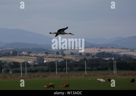 Samsun. 29 Juni, 2019. Foto am 29. Juni 2019 zeigt ein Storch in Kizilirmak Delta in Samsun, Türkei fliegen. Der Kizilirmak Delta, das seinen Namen von dem kizilirmak Flusses, ist in der bafra Bezirk der nördlichen Provinz Samsun, wo der Fluss mündet in das Schwarze Meer. Darüber hinaus ist das Delta ist eines der wichtigsten Feuchtgebiete in der Türkei und beherbergt viele kleine und große Seen und verschiedene Tierarten. Credit: Qin Yanyang/Xinhua/Alamy leben Nachrichten Stockfoto