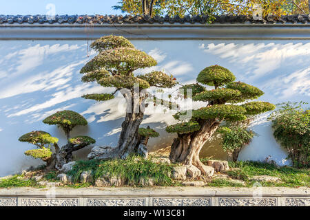 Klassische garten Bonsai Stockfoto