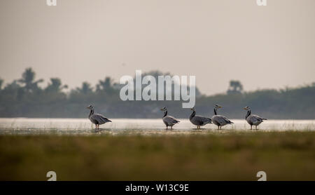 Gruppe der Bargans (Anser indicus) Stehen im Wasser in nassem Land Stockfoto