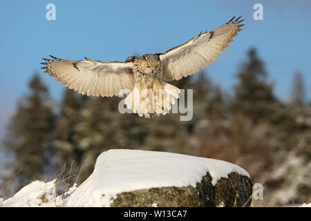 Östlichen Sibirische Uhu Land auf Rock hillock. Winter Szene mit majestätischen seltene Eule. Bubo bubo Sibiricus Stockfoto