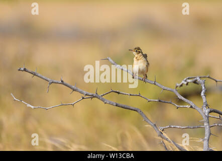 Ein kleiner Vogel, Zitting Cisticola, hocken auf einem Ast Stockfoto