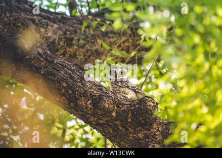 Eule starrte von einem Baum entdeckt Stockfoto