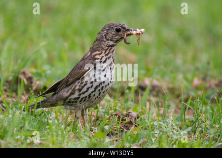 Singdrossel (Turdus philomelos), die auf dem Gras in den Regen. Stockfoto