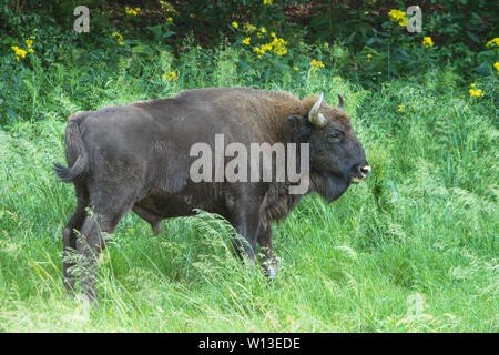 Der Wisent (Bison bonasus) auf der Wiese. Bieszczady-gebirge. Polen Stockfoto