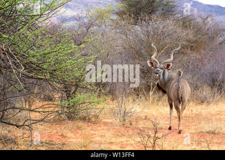 Kudus - Tragelaphus strepsiceros, großen gestreiften Antilopen aus afrikanischen Savannen, Etosha National Park, Namibia Stockfoto