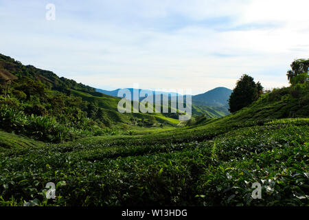 Kaffee Felder in Malaysia Stockfoto
