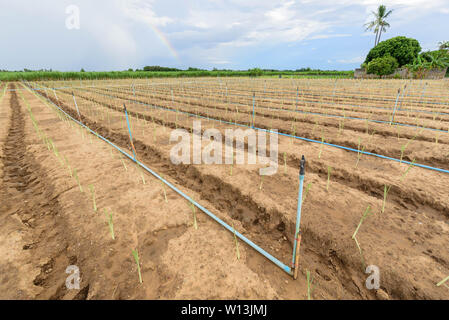 Implantation der Lemon Grass am neuen Gemüsegarten Feld mit Wasser springer System Stockfoto