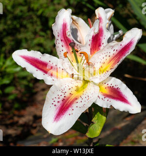 Asiatische Lilie (Lilium asiatische), Nahaufnahme der Blüte Stockfoto