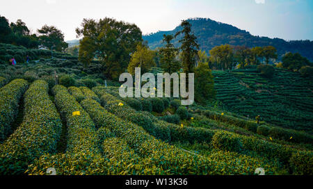 Longjing tee Shan Stockfoto