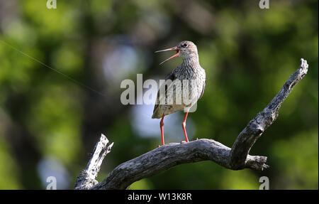 Gemeiner Rotschenkel (Tringa totanus) auf Ast stehend, offener Schnabel Stockfoto