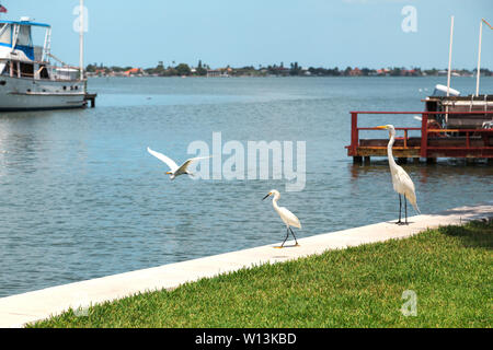 Drei Snowy Reiher am Ufer in der Nähe von Klein Bootsplatz, zwei ständige und andere einem Tiefflug über Wasser in Saint Petersburg, Florida, USA. Stockfoto
