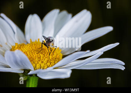 Fliegen das Hocken auf einem Daisy Stockfoto