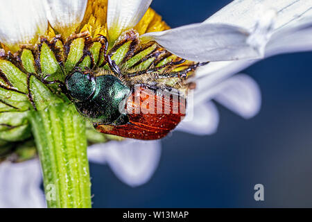 Garten Käfer Käfer unter einem Daisy hocken Stockfoto