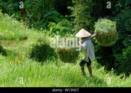 Mann in konischer hat zwei Körbe an einer Stange über dem tegallalang Reisterrassen in der Nähe von Ubud, Bali, Indonesien Stockfoto