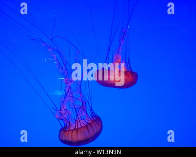 Schönen Quallen schwimmen im blauen Wasser des Aquariums Stockfoto