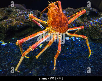 Eine japanische Seespinne Macrocheira kaempferi im Aquarium de La Rochelle, Frankreich Stockfoto