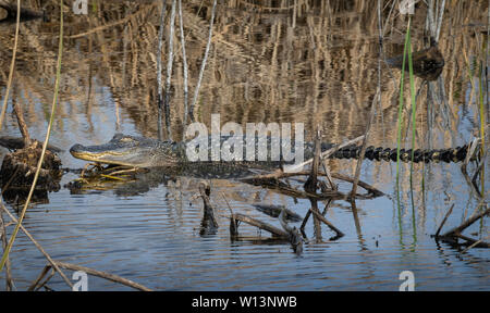 Alligator im Wasser Stockfoto