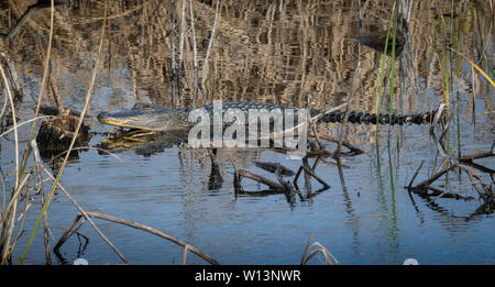 Alligator im Wasser Stockfoto