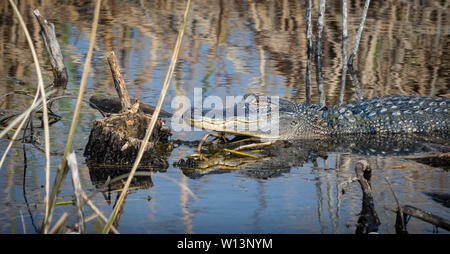 Alligator im Wasser Stockfoto