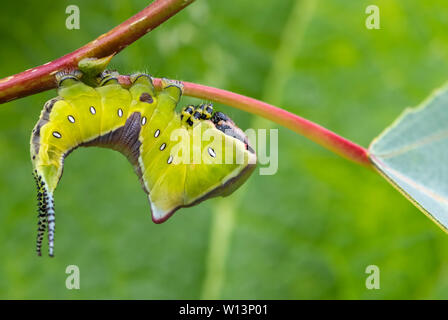 Junge Larve (Caterpillar) der Puss Moth (Cerura vinula) auf einer Pappel. Es nimmt eine bedrohliche Haltung, wenn es gestört ist Stockfoto