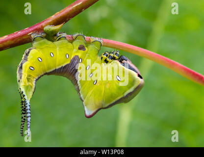 Junge Larve (Caterpillar) der Puss Moth (Cerura vinula) auf einer Pappel. Es nimmt eine bedrohliche Haltung, wenn es gestört ist Stockfoto