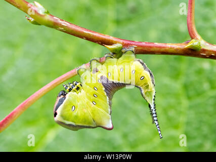 Junge Larve (Caterpillar) der Puss Moth (Cerura vinula) auf einer Pappel. Es nimmt eine bedrohliche Haltung, wenn es gestört ist Stockfoto