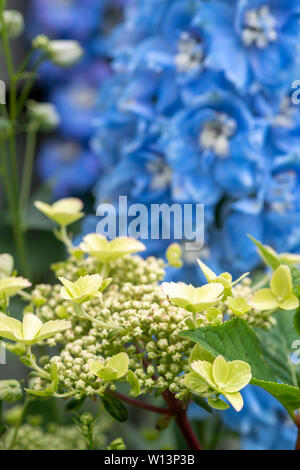 Blassgelbe Hamamelis Anfang vor einem Hellblau Rittersporn zu blühen Stockfoto