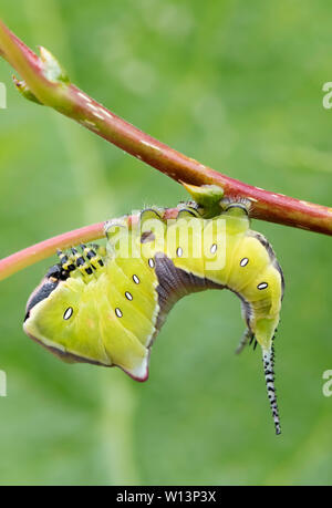 Junge Larve (Caterpillar) der Puss Moth (Cerura vinula) auf einer Pappel. Es nimmt eine bedrohliche Haltung, wenn es gestört ist Stockfoto