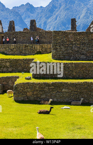 Lamas bei Machu Picchu, Urubamba, Cusco Region, Peru, Südamerika Stockfoto