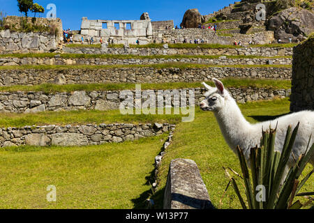 Alpaka in Machu Picchu, Urubamba, Cusco Region, Peru, Südamerika Stockfoto