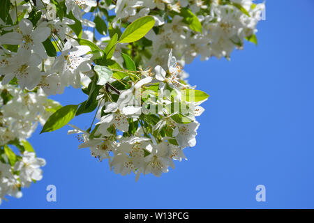 Nahaufnahme der duftenden Blüten eines wild wachsenden Apfelbaums in Minnesota Arboretum, Minnesota, USA Stockfoto