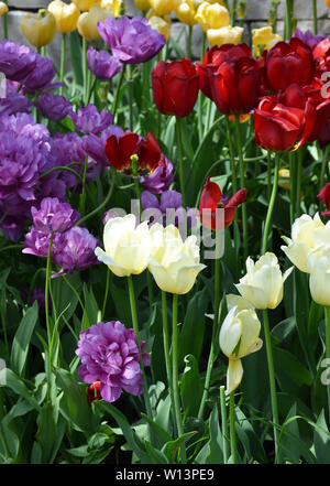 Bereich der bunte Tulpen Blumen Stockfoto