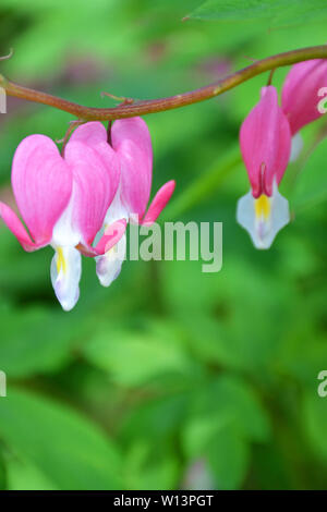 Pacific blutende Herz Blumen close-up Stockfoto