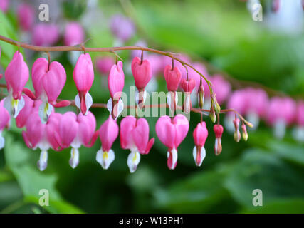 Pacific blutende Herz Blumen close-up Stockfoto