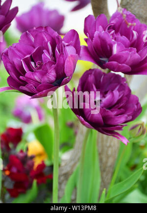 Blaue DiamantTulpen in Blüte auf einem unscharfen Hintergrund Stockfoto