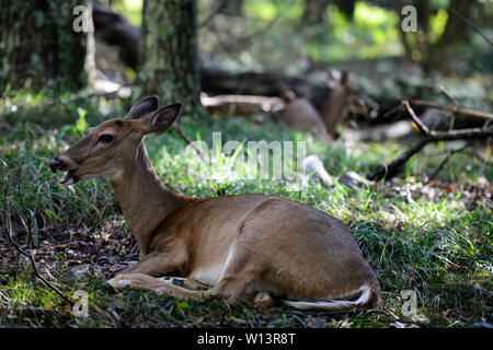 USA, Virginia, Shenandoah National Park, Weißwedelhirsche, Whitetail oder Virginia Rotwild (Odocoileus virginianus) im Wald Stockfoto