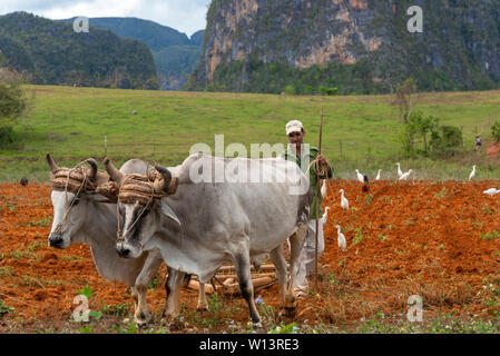 Bauer mit Holzpflug und zwei Ochsentilsfeldern auf dem Land im Vinales Valley, Kuba, Karibik Stockfoto