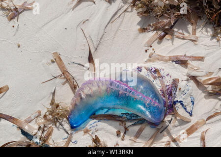 Der portugiesische Kriegsmann (Physalia Physalis) wusch sich am Strand auf Cayo Levisa, Kuba, Karibik, und zeigte seine gasgefüllte Blase oder Pneumatophore Stockfoto