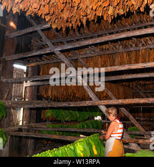 Trocknen Schuppen voller Tabak Blätter in den ländlichen Dorf San Juan y Martinez, Provinz Pinar del Rio, Kuba getrocknet Stockfoto