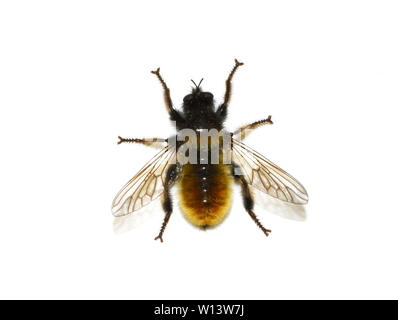 Die räuberischen bumblebee Räuber fliegen Laphria flava auf weißem Hintergrund Stockfoto