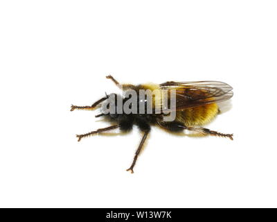 Die räuberischen bumblebee Räuber fliegen Laphria flava auf weißem Hintergrund Stockfoto