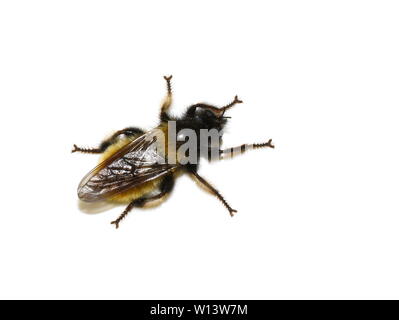 Die räuberischen bumblebee Räuber fliegen Laphria flava auf weißem Hintergrund Stockfoto