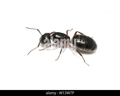 Carpenter ant Camponotus sp. Königin auf weißem Hintergrund Stockfoto