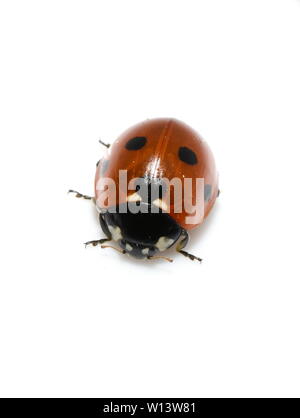 Sieben - gefleckte Marienkäfer Coccinella septempunctata auf weißem Hintergrund Stockfoto