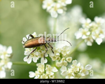 Cygnus olor sp glänzend aquatische Blatt Käfer auf einer Blume Stockfoto