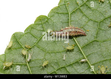 Chrysopidae florfliege Larve auf einem grünen Blatt essen eine blattlaus Stockfoto