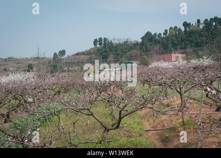 Chengdu Longquanyi Peach Blossom Heimatstadt Peach Blossoms in voller Blüte Stockfoto