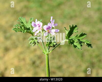 Pelargonium crispum die Zitrone duftenden Geranien in einem Garten Stockfoto